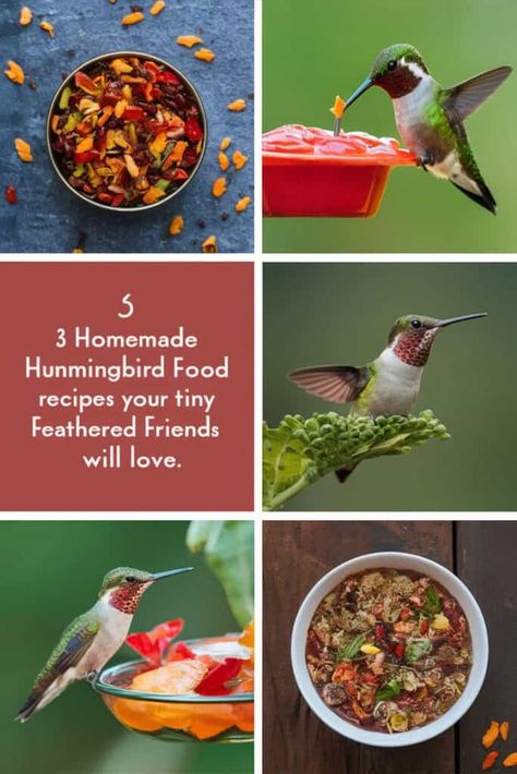 3 Homemade Hummingbird Food Recipes Your Tiny Feathered Friends Will Love Hummingbird Food Recipe Homemade, Hummingbird Food Recipe, Homemade Hummingbird Nectar, Homemade Hummingbird Food, Ina Garten Chicken, Hummingbird Food, How To Cook Lamb, Hummingbird Nectar, Easy Peasy Recipes