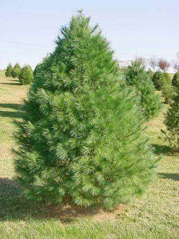 Eastern White Pine Types Of Evergreen Trees, Types Of Pine Trees, Fence Trees, Seedlings Indoors, White Pine Tree, Pine Tree Tattoo, Tree Seedlings, Eastern White Pine, Garden Shrubs