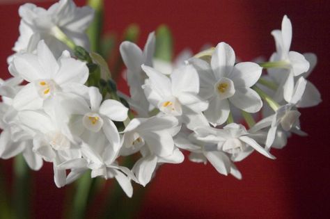 What to Do with Paperwhites After They Bloom Narcissus Bulbs, December Birth Flower, Growing Mint, Growing Bulbs, Planting Bulbs, Birth Flowers, Indoor Garden, Inspired Homes, Green Thumb