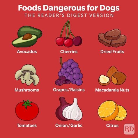 18 Foods Dogs Can't Eat — Toxic Foods for Dogs to Avoid Things Dogs Cant Eat, Food Dogs Cant Eat, Toxic Foods For Dogs, Foods For Dogs, Easy Dog Treat Recipes, Raw Salmon, Easy Dog Treats, Toxic Foods, People Food