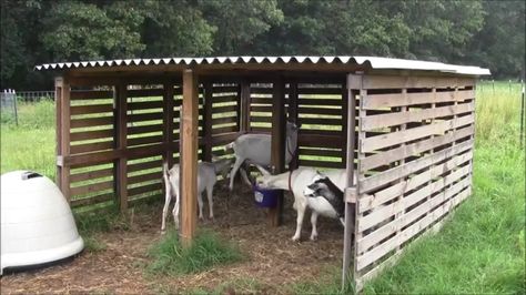 Fence For Goats, Sheep Shelter, Goat Playground, Goat Shed, Goat Pen, Livestock Shelter, Goat Shelter, Pallet Barn, Goat House