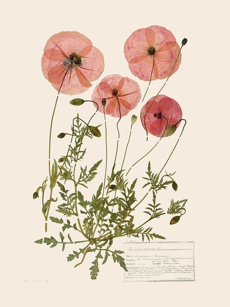 Pressed Flower Tattoo, Pressed Poppies, Dried Poppies, Poppy Aesthetic, Flower Jisoo, Pressed Flower Wall Art, Dried Poppy, Poppy Flower Drawing, Hammered Flowers