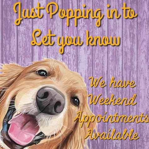 Dog grooming, boarding, walking, training, social media post advertising Grooming Business, Dog Boarding, Post Ideas, Pet Grooming, Dog Grooming, Media Post, Social Media Post, Dog Training, Spa