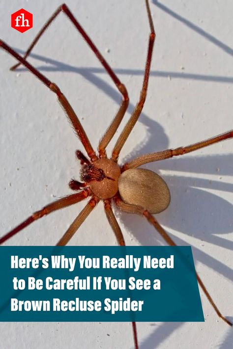 Here's Why You Really Need to Be Careful If You See a Brown Recluse Spider #spider #pestcontrol #homeownertips #homeowner Brown Recluse Spider Repellent, Brown Recluse Spider Bite Pictures, Spider Bites Pictures, Recluse Spider Bite, Brown Recluse Spider Bite, Spider Infestation, Spiders Repellent, Recluse Spider, Brown Recluse Spider