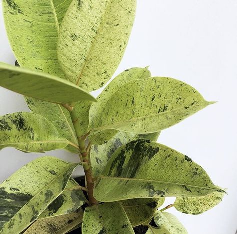 ficus elastica “shivereana” Plant Goals, Plant Care Houseplant, Ficus Elastica, God Can, Interior Plants, House Plant Care, Room With Plants, Cactus Y Suculentas, House Plants Indoor