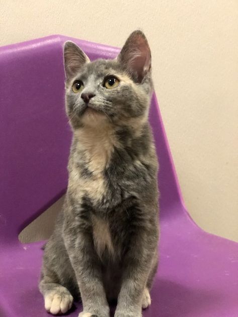 Diluted Tortoiseshell Cat, Diluted Calico Cat, Dilute Tortoiseshell Cat, Grey Cat Breeds, Short Hair Cats, Long Haired Cats, What Cat, Kitten Care, Tortoise Shell Cat