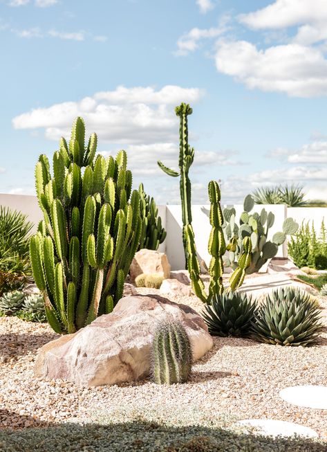 Saguaro — Adore Home Magazine Coastal Cactus Garden, Cactus Front Garden, Cactus Landscaping Front Yards, Desert Landscaping Front Yard, Front Landscape Design, Cactus Backyard, Coastal Mcm, Pool Area Landscaping, Dessert Garden