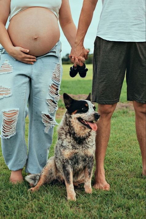 Maternity With Dog Photography, Maternity Photo Shoot Ideas Dog, Maternity Pictures With Dog And Husband, Maternity Poses With Dog, Maternity Photo Shoot With Dog, Maternity Photo Shoot Ideas With Dog, Maternity Pictures With Dogs, Maternity Photoshoot With Dog, Pregnancy Photos With Dog