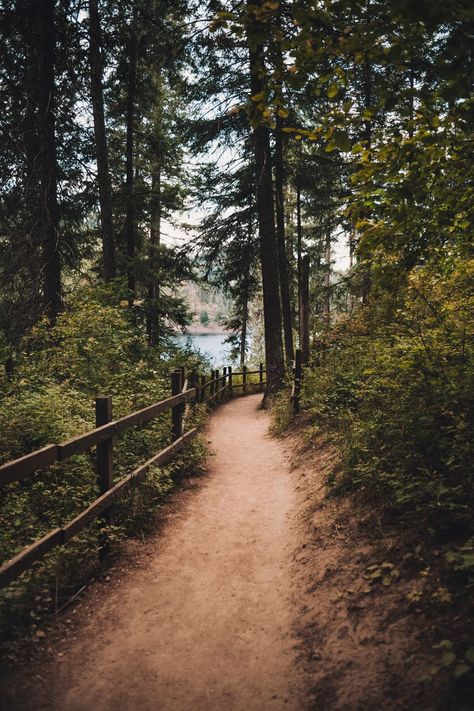 gray road between trees during daytime photo – Free Nature Image on Unsplash Coeur D'alene Idaho, Forest Cottage, Tree Images, Coeur D'alene, Green Trees, Nature Images, Nature Photos, Hiking Trails, Idaho