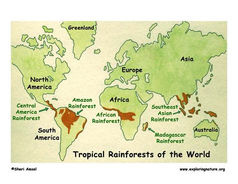 Rainforest Map, Rainforest Crafts, Butterfly Morpho, Rainforest Ecosystem, Biomes Project, African Rainforest, Rainforest Biome, Elementary Geography, Forest Biome