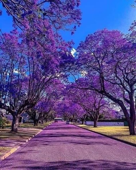 Jiquilpan Michoacán  México  Jacarandas! Jacaranda Tree, Belle Nature, Purple Trees, World Photo, Nature Tree, Beautiful Places Nature, Like Instagram, Culture Travel, Beautiful Tree