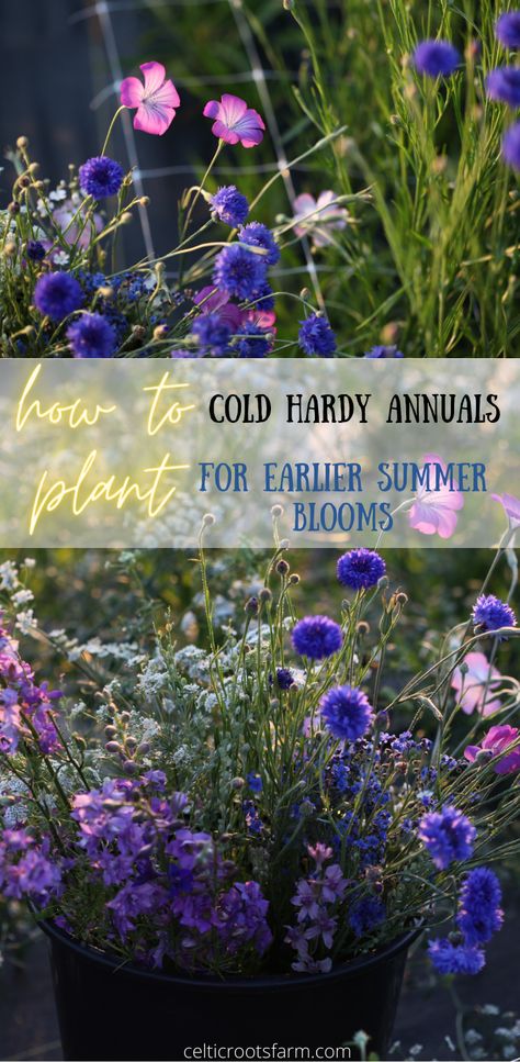 There is a method for growing cold hardy annuals for bigger, better, and more beautiful blooms. We are using some of these techniques in our zone 5 garden here on the flower farm! Zone 5 Garden, Cold Weather Flowers, Hardy Annuals, Planting Flowers From Seeds, Cut Garden, Flower Seedlings, Flower Farming, Cut Flower Farm, Allotment Gardening