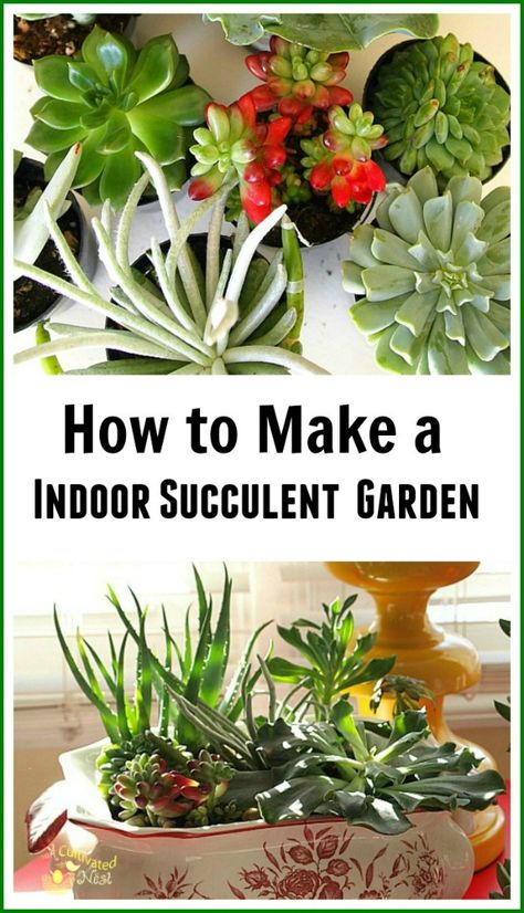 Succulent Dish Garden, Indoor Succulent Garden, Indoor Succulent Planter, Succulent Garden Indoor, Dish Garden, Inside Plants, Succulent Gardening, Indoor Gardens, Succulents Indoor