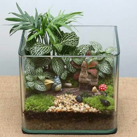 Tanaman Air, Fish Tank Terrarium, Diy Succulent Terrarium, Beautiful Terrariums, Mini Terrarium, Succulent Garden Diy, Terrarium Diy, Garden Terrarium, Terrarium Plants