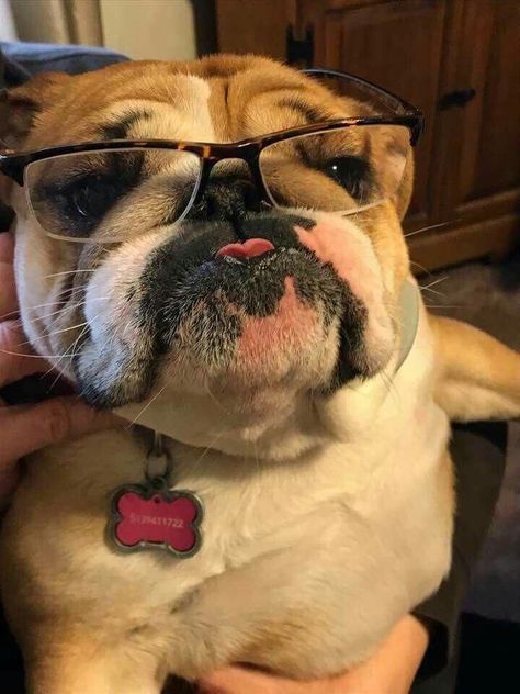 Goofy Expressions, Bulldogs English, Cute Bulldog Puppies, Bulldog Pics, Bulldog Funny, Cute Bulldogs, English Bulldog Puppies, Bull Dogs, Old English Bulldog