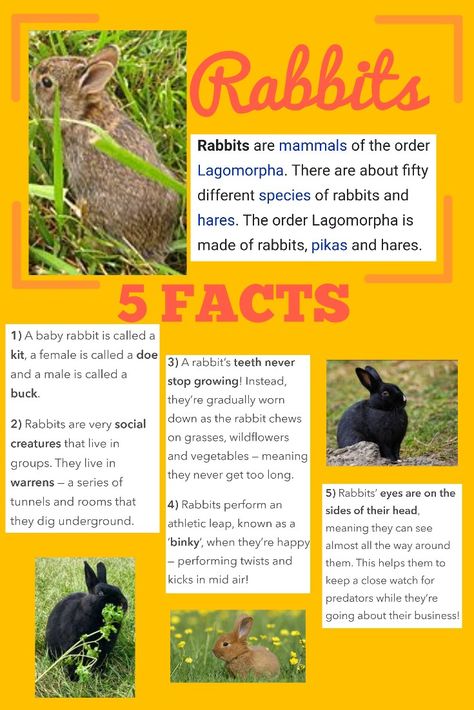 Rabbit Facts and info..... Rabbits are mammals from the order Lagomorpha. There are so known species of Rabbits and Hares. A baby is called a kit. A female a doe and a male a buck. They are sucial creatures that live in groups in dens and tunnles called warrens. The teethe never stop growing and are woren down by eating gresses and hay. Rabbits preform a leap called a binky when happy and have eyes on the sides of their head to increase their feild of vision. Bunny Veggies, Facts About Bunnies, Facts About Rabbits, Diy Bunny Toys, Rabbit Facts, Fair Poster, Wild Bunny, Pet Rabbit Care, Pet Rodents