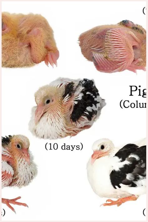 Baby Pigeons: All You Need to Know Pigeon Species, Types Of Pigeons, Pigeon Feed, Feral Pigeon, Pigeon Nest, Baby Pigeon, Homing Pigeons, Hatch Baby, Common Birds