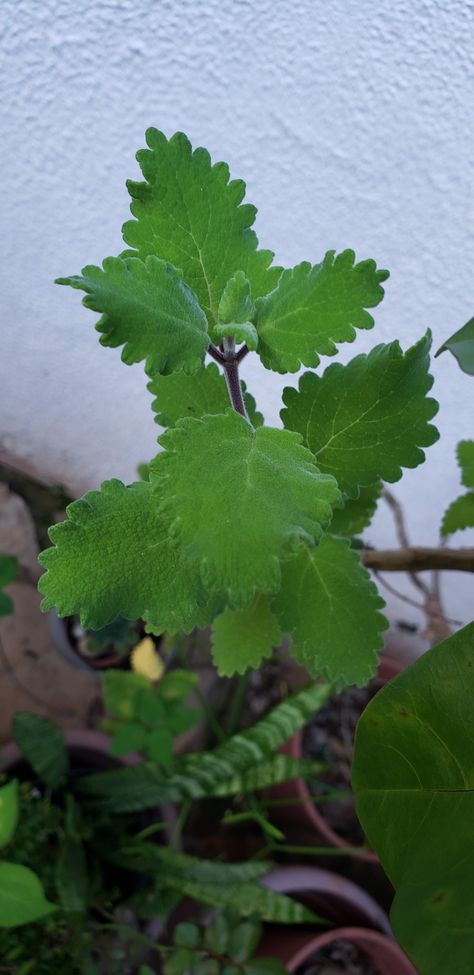 Mirra Plant Leaves, Grapes, Plants