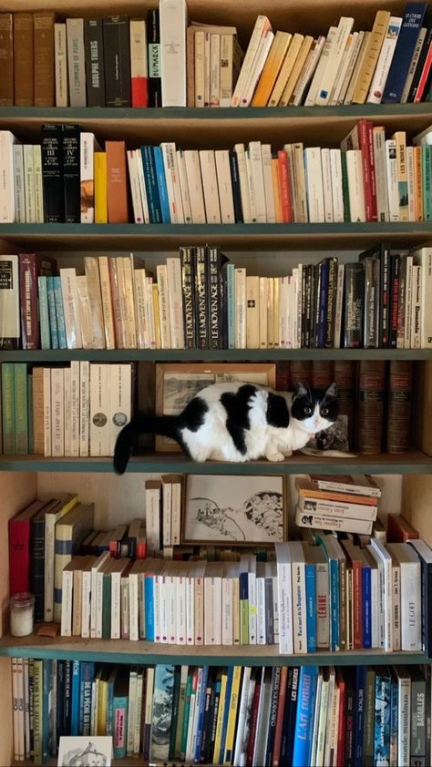 Crazy Cat People, Book Library, Cat People, Crazy Cat, Funny Cat, Social Media, Media, Funny, Books