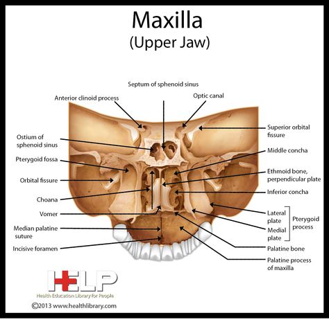 Maxilla Head And Neck Anatomy, Dental Assistant Study Guide, General Anatomy, Neck Anatomy, Bone Anatomy, Anatomy Notes, Human Skeletal System, Dental Assistant Study, Dental Hygiene Student