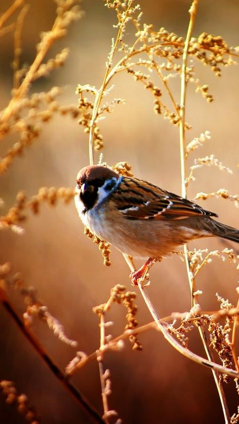 sparrow_birds_branches_trees_flowers_56885_640x1136 | Flickr Sparrow Art, Bird Quotes, Iphone 5 Wallpaper, 5 Wallpaper, Sparrow Bird, Funny Parrots, Bird Wallpaper, Bird On Branch, Bird Pictures