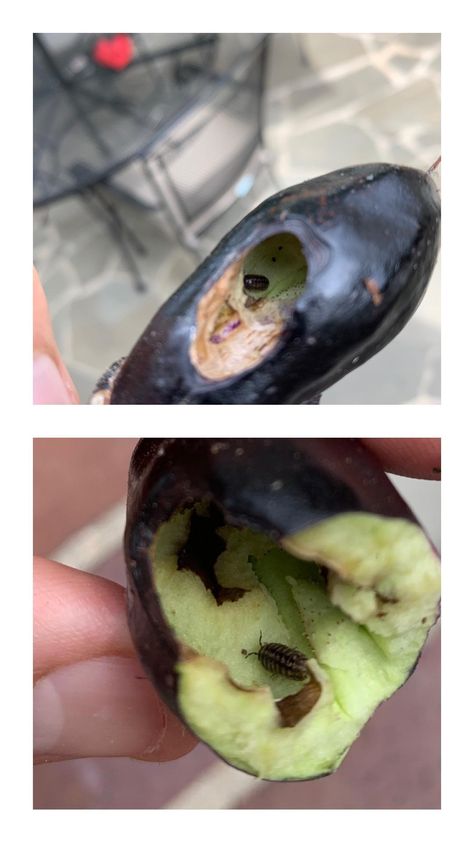 Bugs eating Eggplants! Roly Polys? Gardening Tools Names, Starting A Vegetable Garden, Gardening Gloves, Easy Garden, Home Flowers, Gardening For Beginners, Garden Diy, Horticulture, Vegetable Garden