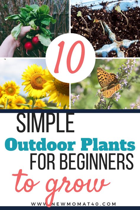 Spring is finally here; now is the perfect time to embrace your inner gardener and start planting in your garden. If this is your first blooming season or your first time experiencing a spring garden, you can still enjoy tending to your outdoor plants! Here are ten easy outdoor plants for beginners and easy to take care of. Easy Outdoor Plants, Insect Repellent Plants, Easiest Flowers To Grow, Plants For Beginners, First Garden, Potted Plants Outdoor, Easy Landscaping, Garden Planner, Starting A Garden