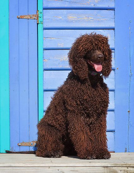 90+ Best Irish Water Spaniel Dog Names Doberman Rottweiler, Helen Green, Water Spaniel, Irish Water Spaniel, Dog Training Equipment, Doodle Puppies, Every Dog Breed, Spaniel Breeds, Akc Breeds