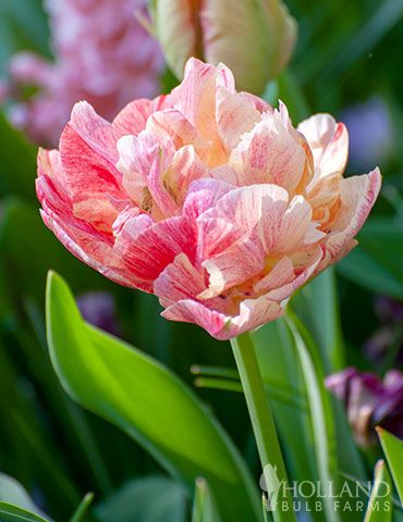 Add some Pep and Flare to your Spring garden with the Peptalk Double Tulips. Blooms can range from white, to red, to white with streaks of red. The large and showy double layer of petals on these blooming beauties can grow up to 6  wide. Double tulips are often refered to as peony flowered tulips for the large double blooms they display. Tulip Holland, Tulips Holland, Double Tulips, Partial Shade Plants, Planting Tulips, Lily Bulbs, Fall Bulbs, Asiatic Lilies, Stargazer Lily