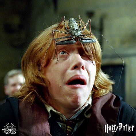 The Goblet Of Fire, Goblet Of Fire, Funny Picture, Ron Weasley, Harry Potter Funny, Harry Potter, Funny