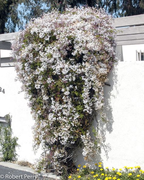 Jasminum polyanthum | Jasminum polyanthum - Inland Valley Garden Planner Jasminum Polyanthum, Pool Planters, Jasmine Vine, Pink Jasmine, Evergreen Vines, Jasmine Plant, Waterwise Garden, Tiny White Flowers, Sweet Fragrance