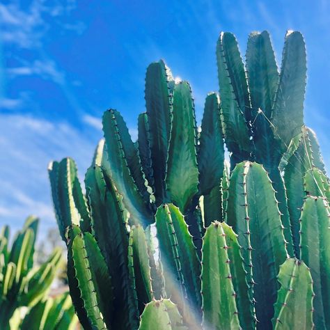 "Hope is not a resting place but a starting point - a cactus, not a cushion." - H. Jackson Brown, Jr. 🌵 #hjacksonbrownjr #hope #restingplace #startingpoint #cactus #cactusphilosopy 📷: @carolinerotceig Resting Place, Hope Is, Cactus, Cushions, On Instagram, Quick Saves, Instagram