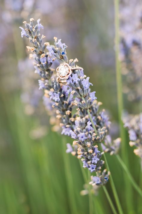 Lavender Engagement, Provence Lavender Fields, Christmas Engagement Photos, Lavender Fields Photography, Lavender Farm Wedding, Farm Engagement Photos, Field Engagement Photos, Field Wedding, Provence Lavender