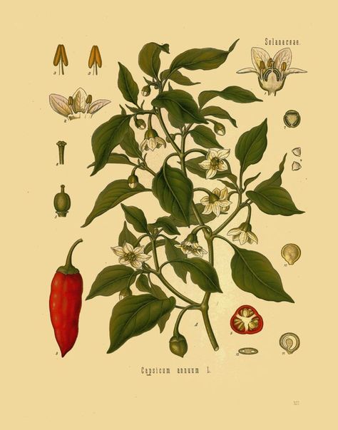 Antique botanical print chili peppers illustration digital | Etsy Illustration Botanique Vintage, Old Prints, Art Prints Vintage, Plants Art, Capsicum Annuum, Antique Botanical Print, Illustration Botanique, Botanical Illustration Vintage, Botanical Art Prints