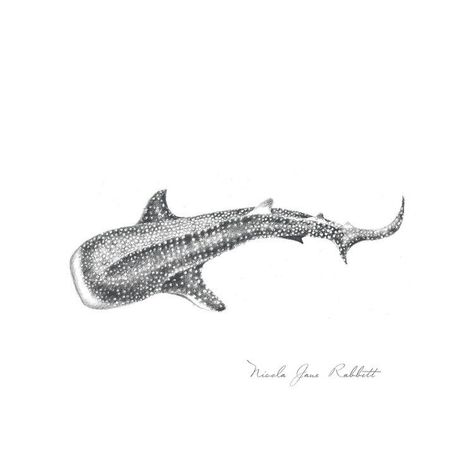 Ocean Animal Tattoos, Whale Shark Drawing, Whale Shark Art, Ocean Life Tattoos, Tattoo Avant Bras, Trout Tattoo, Whale Shark Tattoo, Hai Tattoo, Marine Tattoo