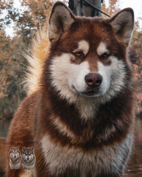 Alaskan Malamute Red, Malamute Dog, Every Dog Breed, Wolf Hybrid, Dog School, Ancient Animals, Alaskan Malamute, Brown Dog, Silly Animals