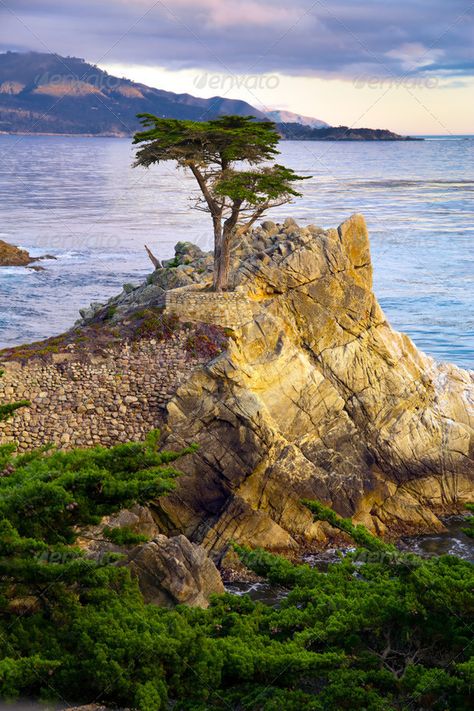 Lone Cypress Tree California, 17 Mile Drive California, Italian Cypress Trees, Acrylic Landscapes, Lone Cypress, Idea Drawing, 17 Mile Drive, Italian Cypress, Travel Tree