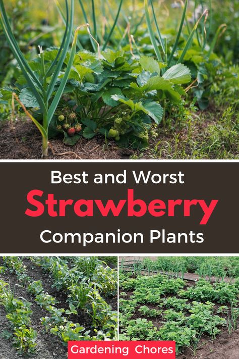 The Best and Worst Strawberry Companion Plants Diy Strawberry Plant Collars, Strawberry Ideas Garden, Planting Strawberries In A Garden, Strawberry Plant Companion, Transplanting Strawberry Plants, Companion Plant For Strawberries, Strawberries Companion Planting, Strawberry Garden Ideas Raised Beds, Strawberry Raised Bed