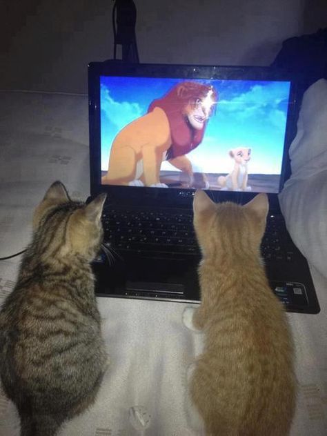 cats watching the lion king Watch The Lion King, Cat Attack, Cat Watch, Le Roi Lion, Two Cats, Crazy Cat Lady, Lion King, Crazy Cats, Cat Pics