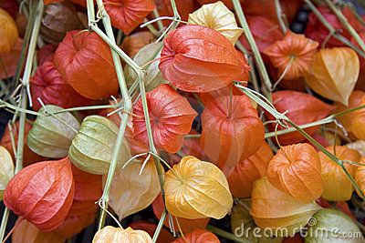 Chinese Lantern Flowers Chinese Lanterns Plant, Living Colors, Trendy Plants, Plant Background, Diy Plant Stand, Design Seeds, Chinese Lanterns, Complimentary Colors, Colour Board