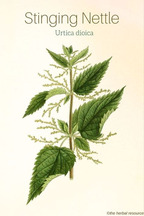 Stinging Nettle Urtica dioica Medical Herbs, Magia Das Ervas, Stinging Nettle, Herbal Plants, Herbal Apothecary, Healing Plants, Herbal Healing, Illustration Botanique, Herbs For Health