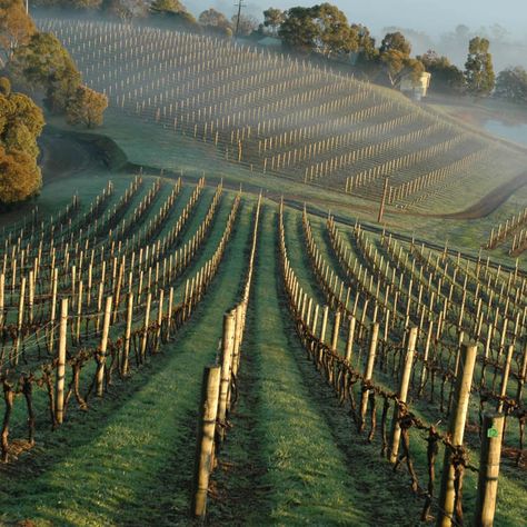 Coldstream Hills winery, Yarra Valley, Victoria. Wine Website, Yarra Valley Wineries, Dandenong Ranges, Pepper Tree, Planting Ideas, Good Weekend, Yarra Valley, Wine Top, Great Western