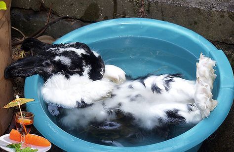 Bunny Pool Party by Steve Daggar, via Flickr Cuddle Love, Little Bunny Foo Foo, Taking Bath, Rabbit Run, Cute Buns, Hippity Hoppity, Summer Pool, A Bunny, Cute Animal Pictures