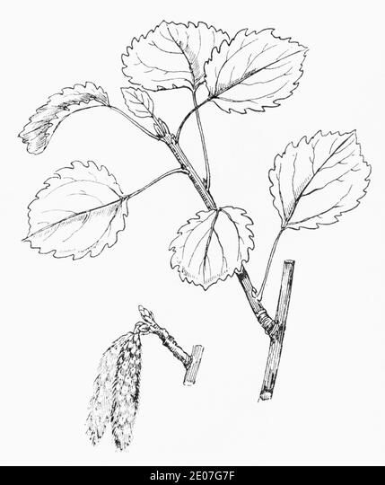 Old botanical illustration engraving of Aspen / Populus tremula. Traditional medicinal herbal plant. See Notes Stock Photo Old Botanical Illustration, Populus Tremula, Birch Tree Leaves, Aspen Leaves, Poplar Tree, Aspen Leaf, Tree Icon, Herbal Plants, Ink Brush