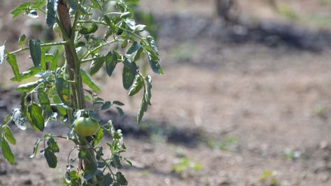 Tomato Leaves Curling, Tomato Plant, Growing Veggies, Plant Diseases, Tomato Garden, House Plant Care, Free Plants, Replant, Tomato Plants