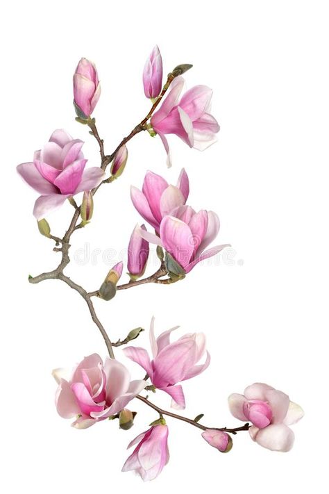 Alishan Taiwan, Taiwan Image, Japanese Magnolia, Magnolia Tattoo, Painting Flowers Tutorial, Flower Stock, Flower Painting Canvas, Watercolour Inspiration, Magnolia Trees