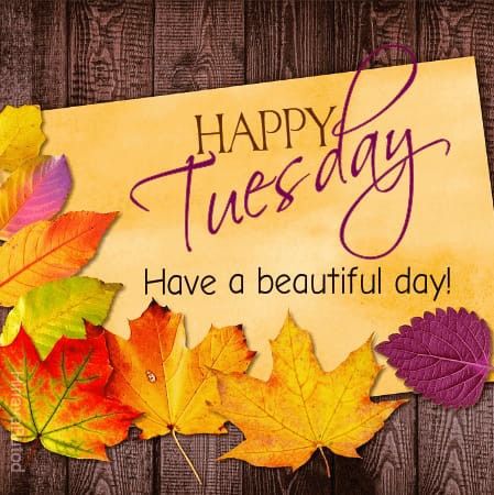 Happy Tuesday Meme, Tuesday Gif, Good Morning Tuesday Wishes, Happy Tuesday Pictures, Happy Tuesday Images, Meme Happy, Happy Tuesday Morning, Tuesday Quotes Good Morning, Tuesday Greetings