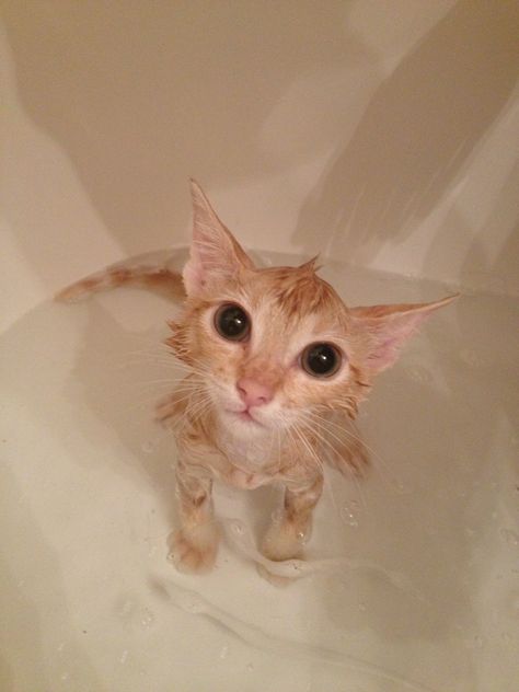 Kitty cat In a bath Cats After Bath, Wet Cat Reaction Pic, Life Or Bath For Dry Cat, Cat In Bath, Kitten Set Up Ideas, Cat In Water, Cat Washing, Kitten Costumes, Kitten Formula