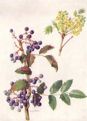 Oregon-grape (Mahonia aquifolium, Berberidaceae) Oregon Grape, Illustration Botanical, List Of Flowers, Botanical Drawing, Illustration Botanique, Vintage Botanical Prints, Scientific Illustration, Botanical Illustrations, Botanical Drawings