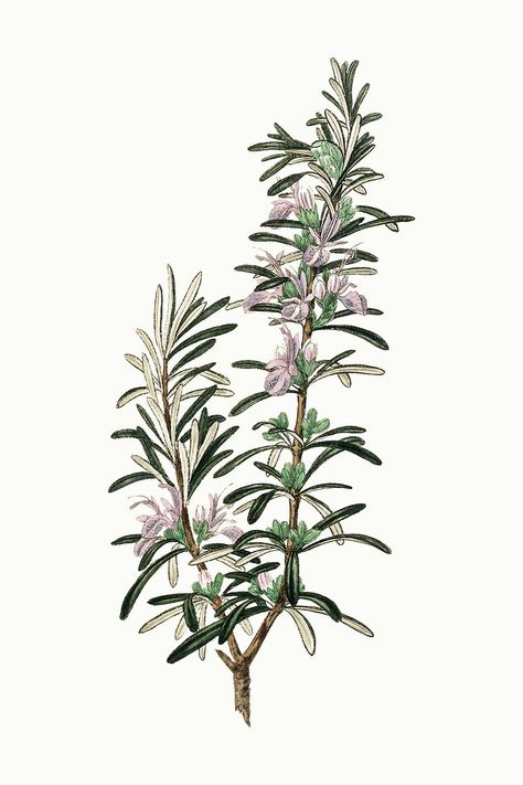 Botanical rosemary vintage plant illustration | free image by rawpixel.com / nook Rosemary Illustration, Rosemary Tattoo, Rosemary Flower, Illustration Botanique Vintage, Herbs Illustration, Rosemary Plant, Botanical Illustration Vintage, Illustration Botanique, Vintage Botanical Prints